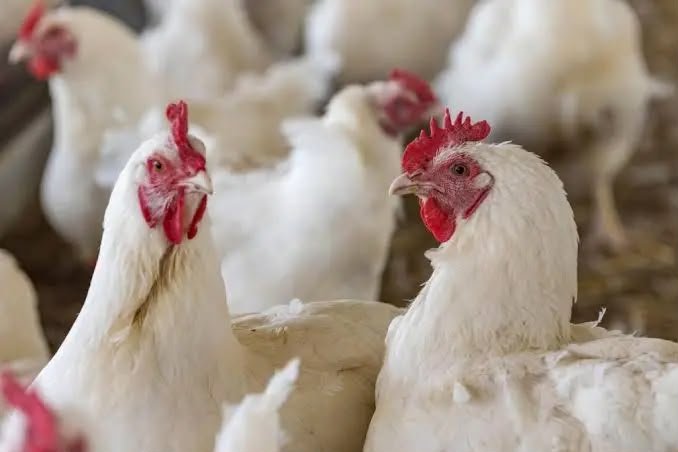 Broilers